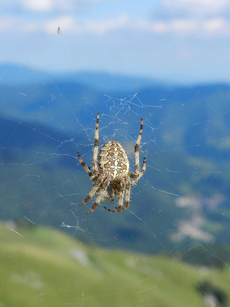 Araneus diadematus